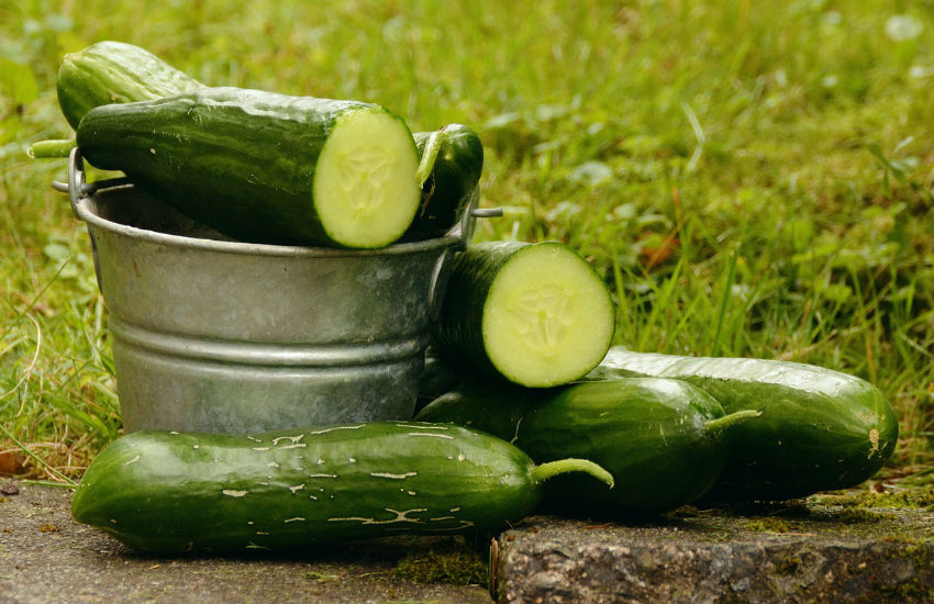 cucumber for hair growth in the nature